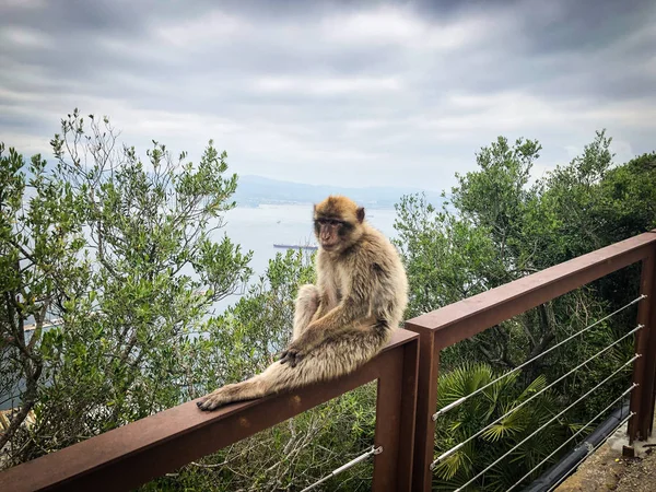 Гібралтар Мавпи Крупним Планом — стокове фото