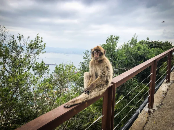 Gibraltar Affen Aus Nächster Nähe — Stockfoto
