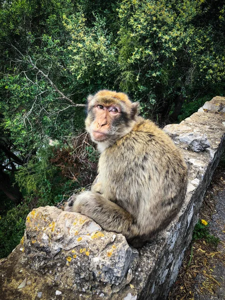 Małpy Gibraltar Zbliżenie Widok — Zdjęcie stockowe