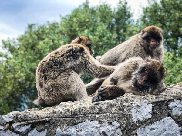 Гібралтар Мавпи Крупним Планом — стокове фото