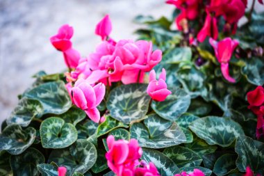 Doğal çiçekler manzarayı kapatır 