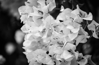 Doğal çiçekler manzarayı kapatır