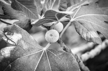 İncir ağaçları Atina ve akropolis manzarasını kapatır