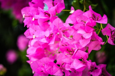 Doğal çiçekler manzarayı kapatır