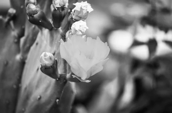 선인장 과꽃을 가까이 — 스톡 사진