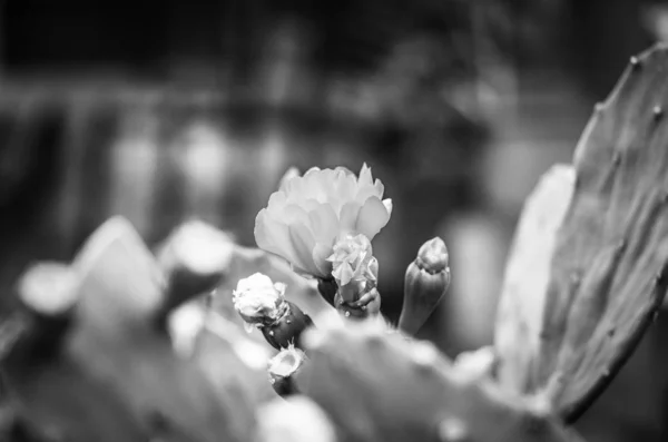 Кактус Растение Цветок Крупным Планом — стоковое фото