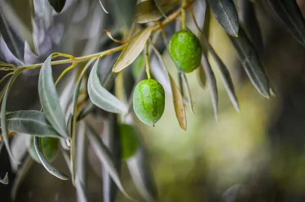 Olive Naturali Vicino — Foto Stock