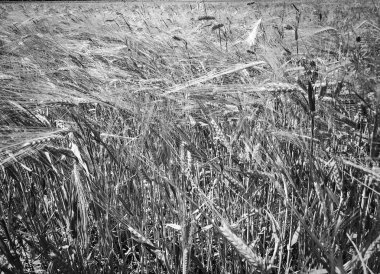 tahıl alanı yakın görünüm