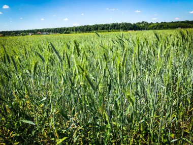 tahıl alanı yakın görünüm