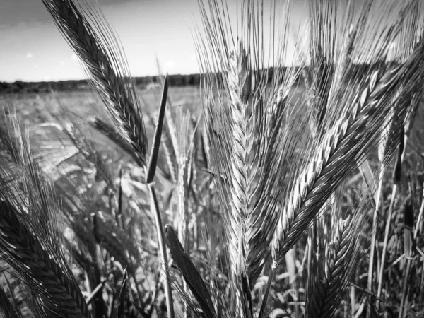 Зернове Поле Крупним Планом — стокове фото