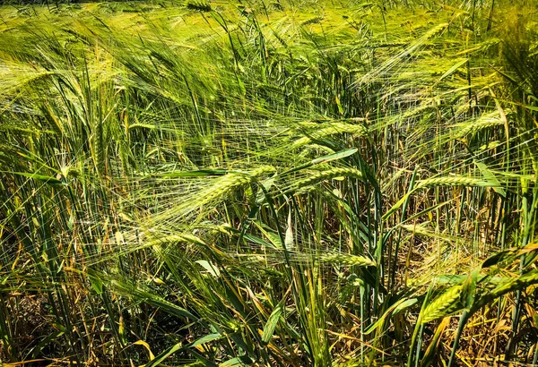 Korrelveld Van Dichtbij Bekijken — Stockfoto