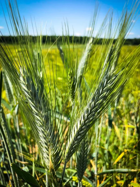 Korrelveld Van Dichtbij Bekijken — Stockfoto