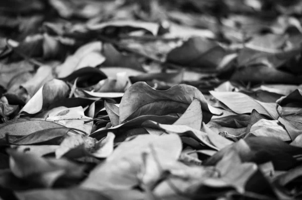 Φθινόπωρο Φύλλα Χαλί Close View Ταπετσαρία Σχεδιασμού — Φωτογραφία Αρχείου