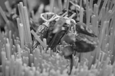 Taze İtalyan makarnası. Yakın çekim.