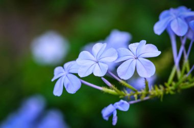 Yaz çiçeklerinin karışımı yakın görünüm 
