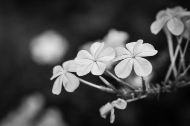 Yaz çiçeklerinin karışımı yakın görünüm 