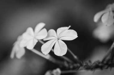 Yaz çiçeklerinin karışımı yakın görünüm 