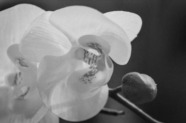 Yaz çiçeklerinin karışımı yakın görünüm 