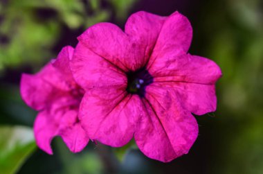 Yaz çiçeklerinin karışımı yakın görünüm 