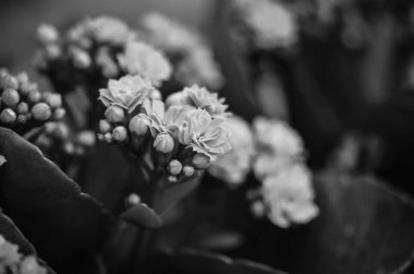 Yaz çiçeklerinin karışımı yakın görünüm 