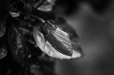 Yaz çiçeklerinin karışımı yakın görünüm 