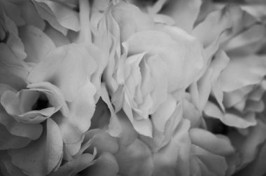 Yaz çiçeklerinin karışımı yakın görünüm 