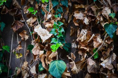 Yaz çiçeklerinin karışımı yakın görünüm 