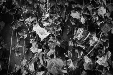 Yaz çiçeklerinin karışımı yakın görünüm 