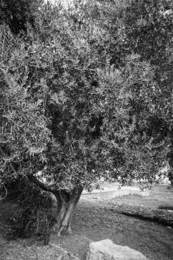 Yaz çiçeklerinin karışımı yakın görünüm 