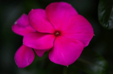 Yaz çiçeklerinin karışımı yakın görünüm 