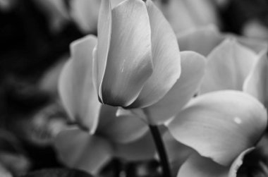 Yaz çiçeklerinin karışımı yakın görünüm 