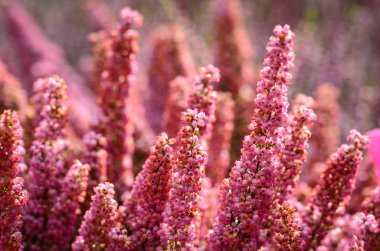 Yaz çiçeklerinin karışımı yakın görünüm 