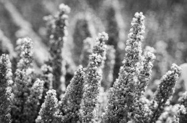 Yaz çiçeklerinin karışımı yakın görünüm 