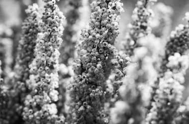 Yaz çiçeklerinin karışımı yakın görünüm 