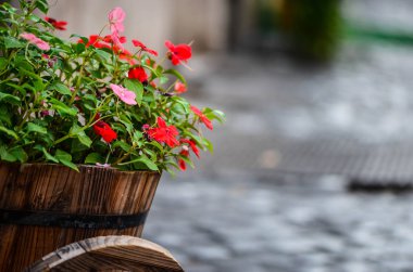 Yaz çiçeklerinin karışımı yakın görünüm 