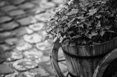 Yaz çiçeklerinin karışımı yakın görünüm 