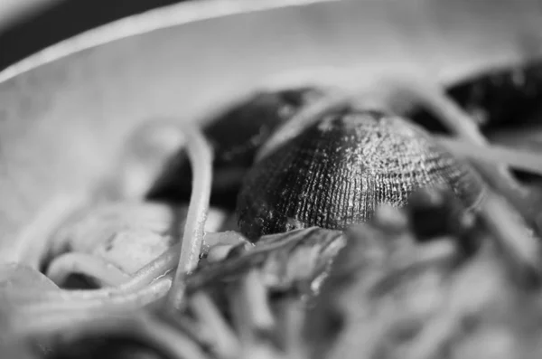 意大利味道鲜美的海鲜和蔬菜面食 意大利面 — 图库照片