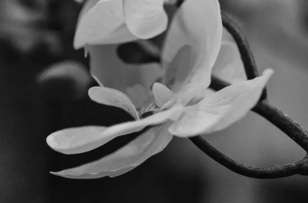 Mix Van Zomerbloemen Close Uitzicht — Stockfoto