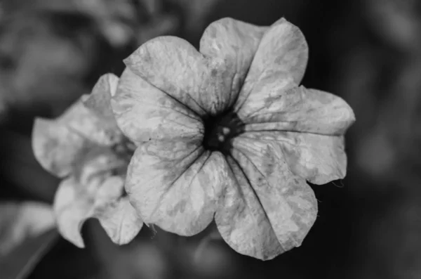 Mistura Flores Verão Vista Perto — Fotografia de Stock