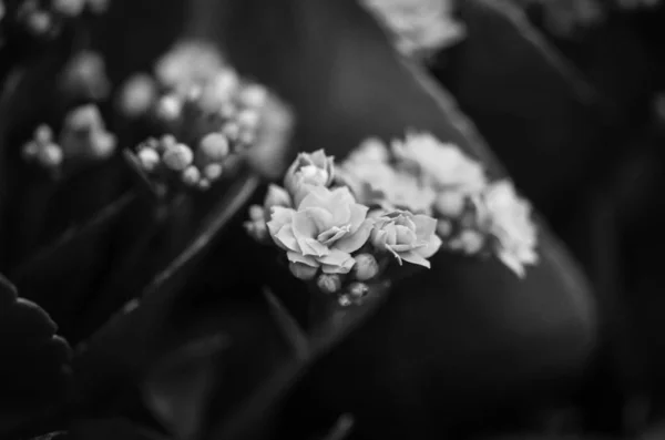 가까이 꽃들의 혼합물 — 스톡 사진