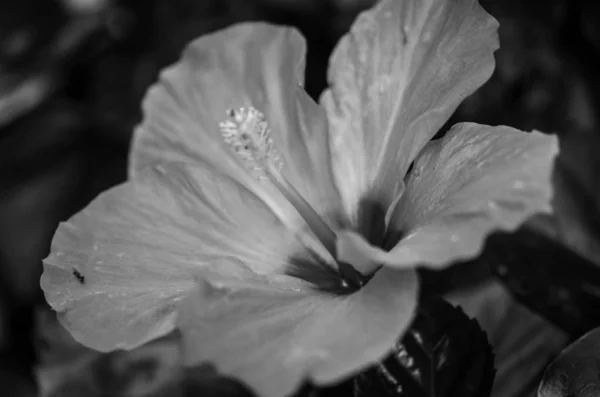 Mélange Fleurs Été Vue Rapprochée — Photo