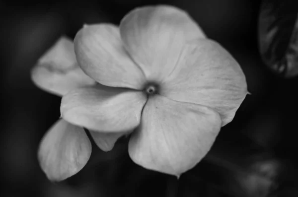 Mix Summer Flowers Close View — Stock Photo, Image