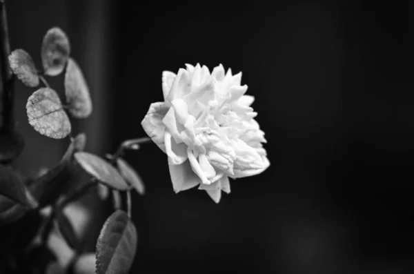 Mix Van Zomerbloemen Close Uitzicht — Stockfoto