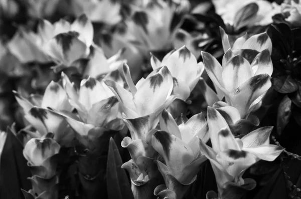 Mezcla Flores Verano Vista Cerca — Foto de Stock