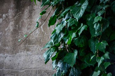 Taş & tuğlalar - duvar kağıdı tasarımı - endüstriyel ev tasarımı