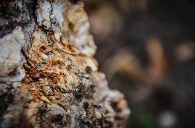 Taş & tuğlalar - duvar kağıdı tasarımı - endüstriyel ev tasarımı