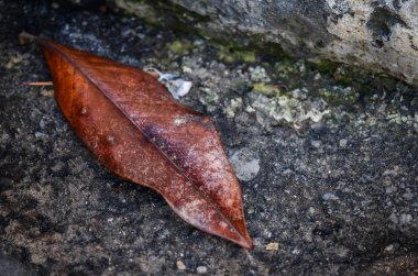 Taş & tuğlalar - duvar kağıdı tasarımı - endüstriyel ev tasarımı