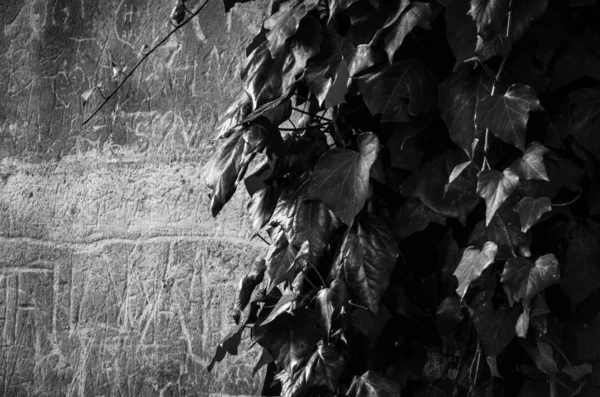 Piedra Ladrillos Pared Cerca Diseño Papel Pintado Diseño Casa Industrial —  Fotos de Stock