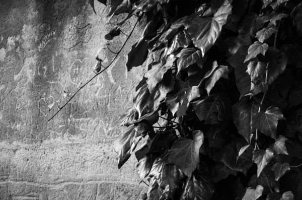 Piedra Ladrillos Pared Cerca Diseño Papel Pintado Diseño Casa Industrial —  Fotos de Stock