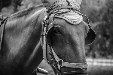 Roma 'nın tarihi sokaklarına yakından bakın.